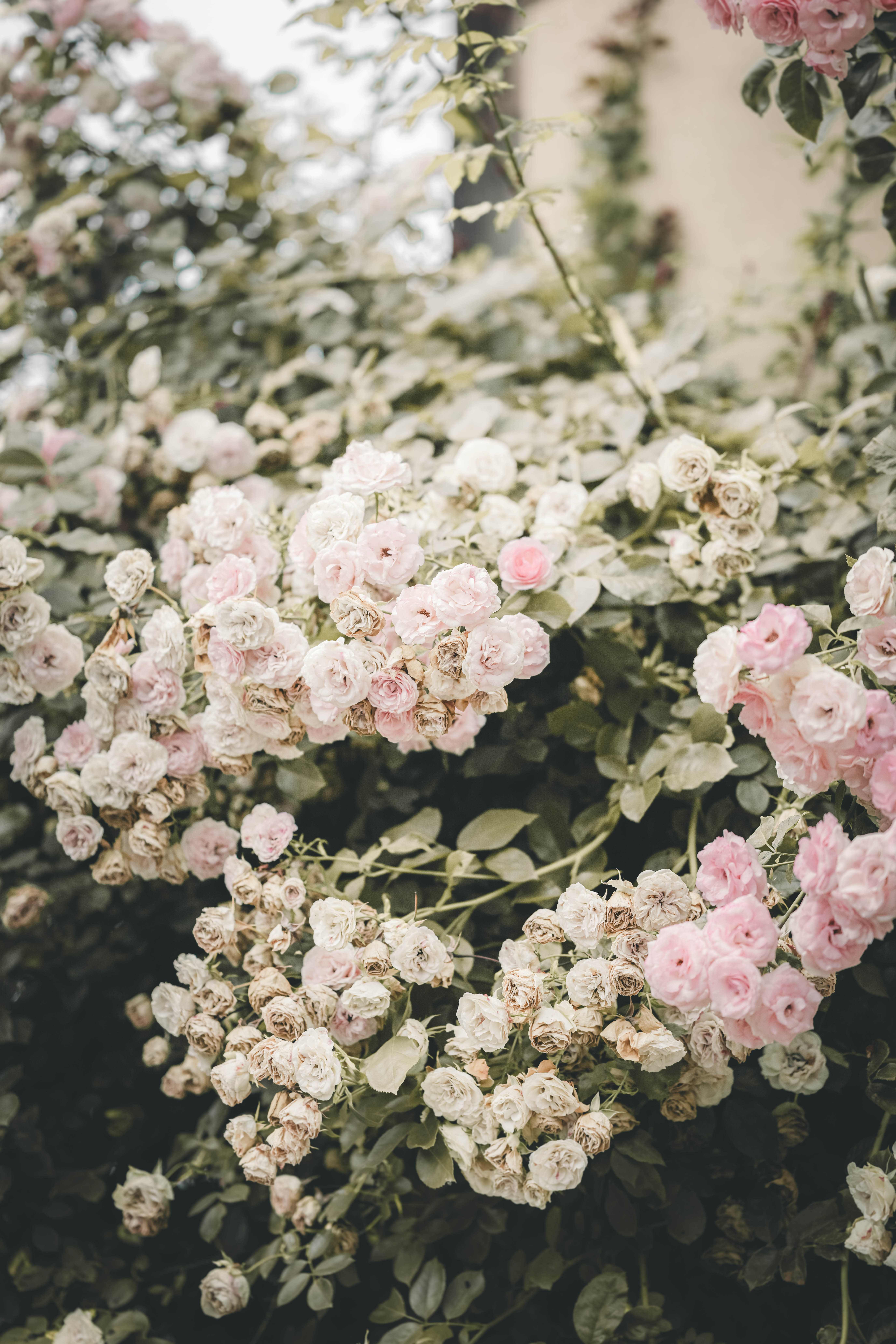 Detailaufnahme von zartrosa Rosenblüten am Magdalenengut Erfurt – sommerliche Hochzeitsimpressionen.