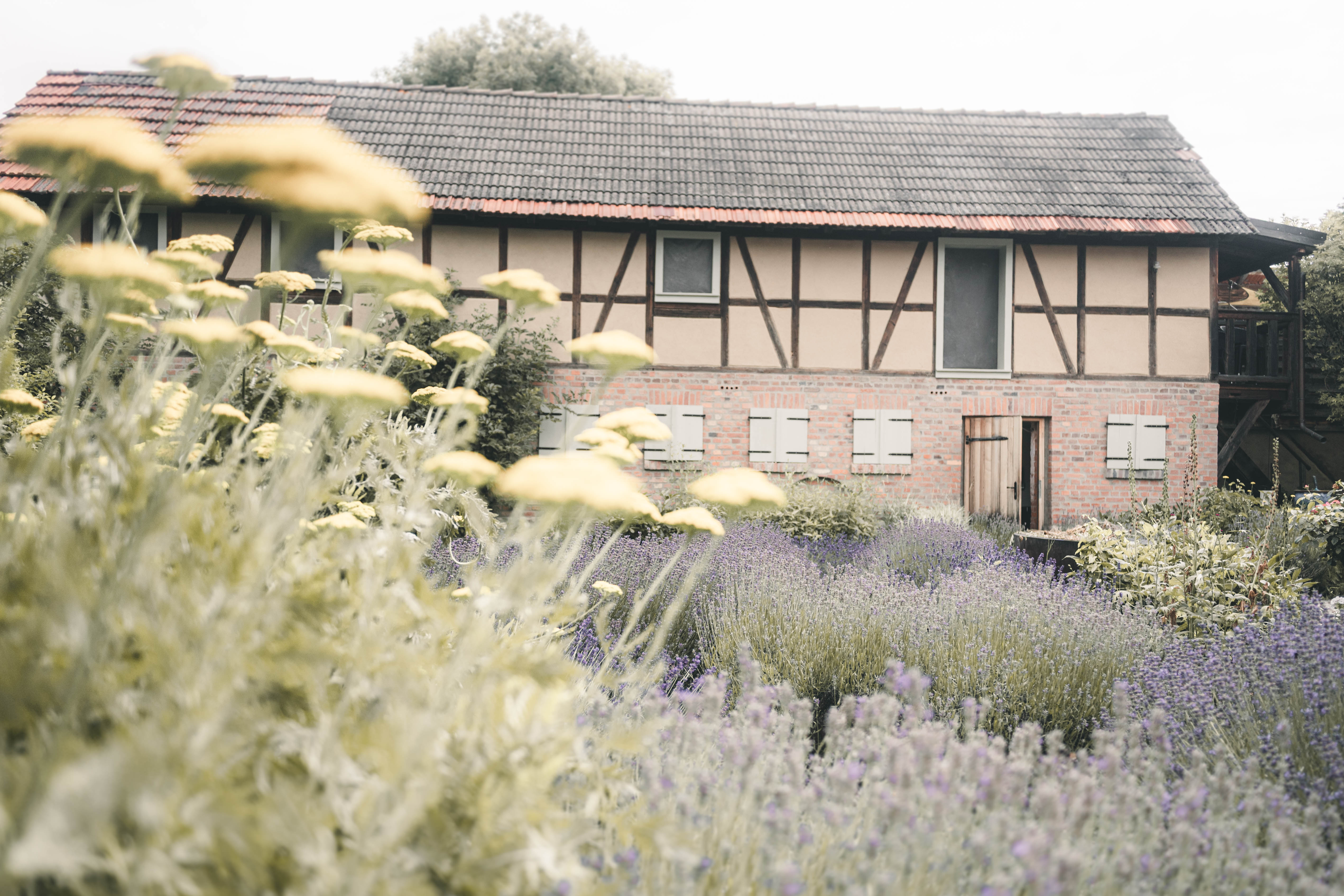 Blick durch blühende gelbe Schafgarbe und Lavendel auf das historische Fachwerkgebäude des Magdalenenguts Erfurt.