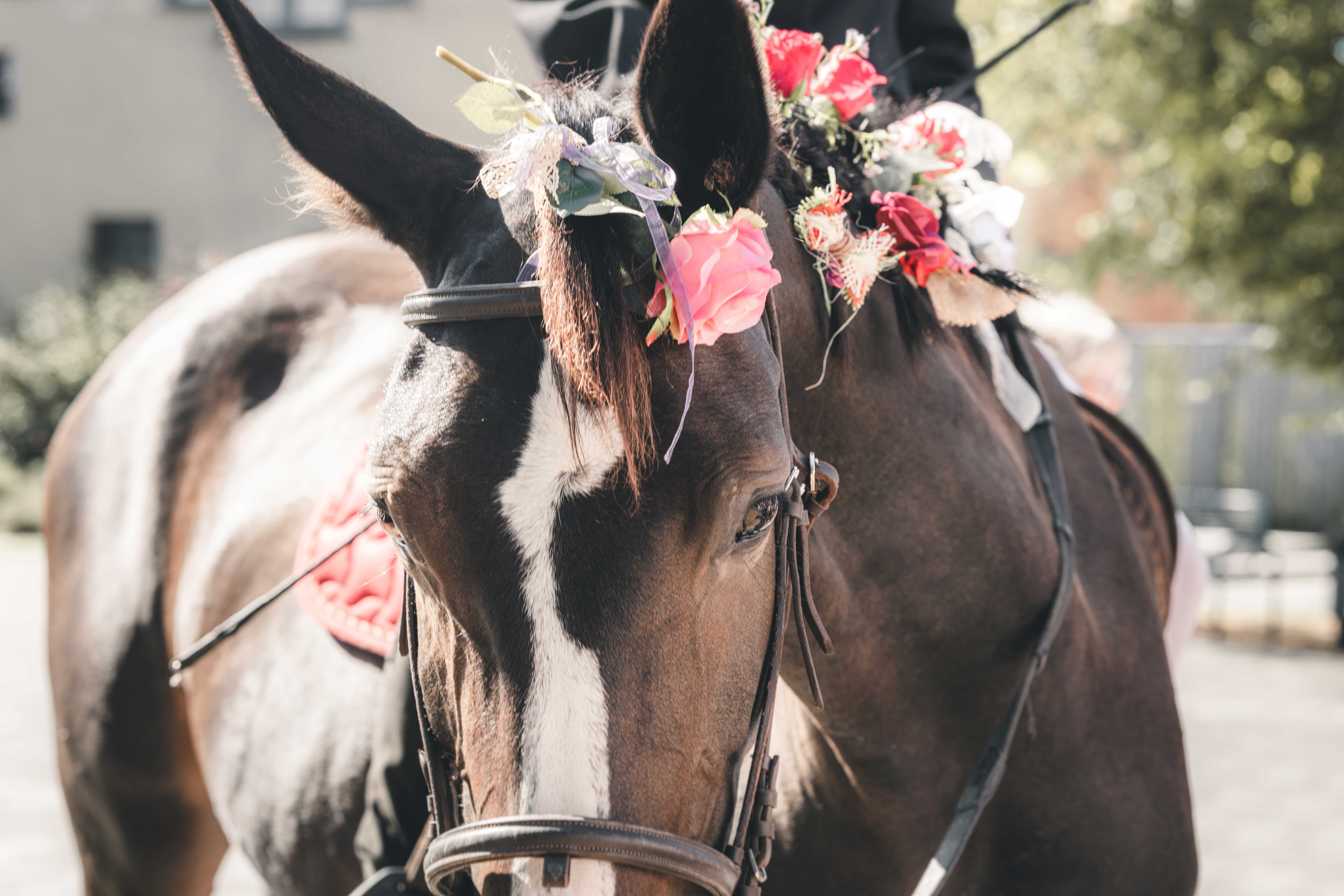 Nahaufnahme eines braunen Pferdes, das zur Hochzeit im Erzgebirge liebevoll mit rosa und roten Kunstrosen am Zaumzeug geschmückt wurde.