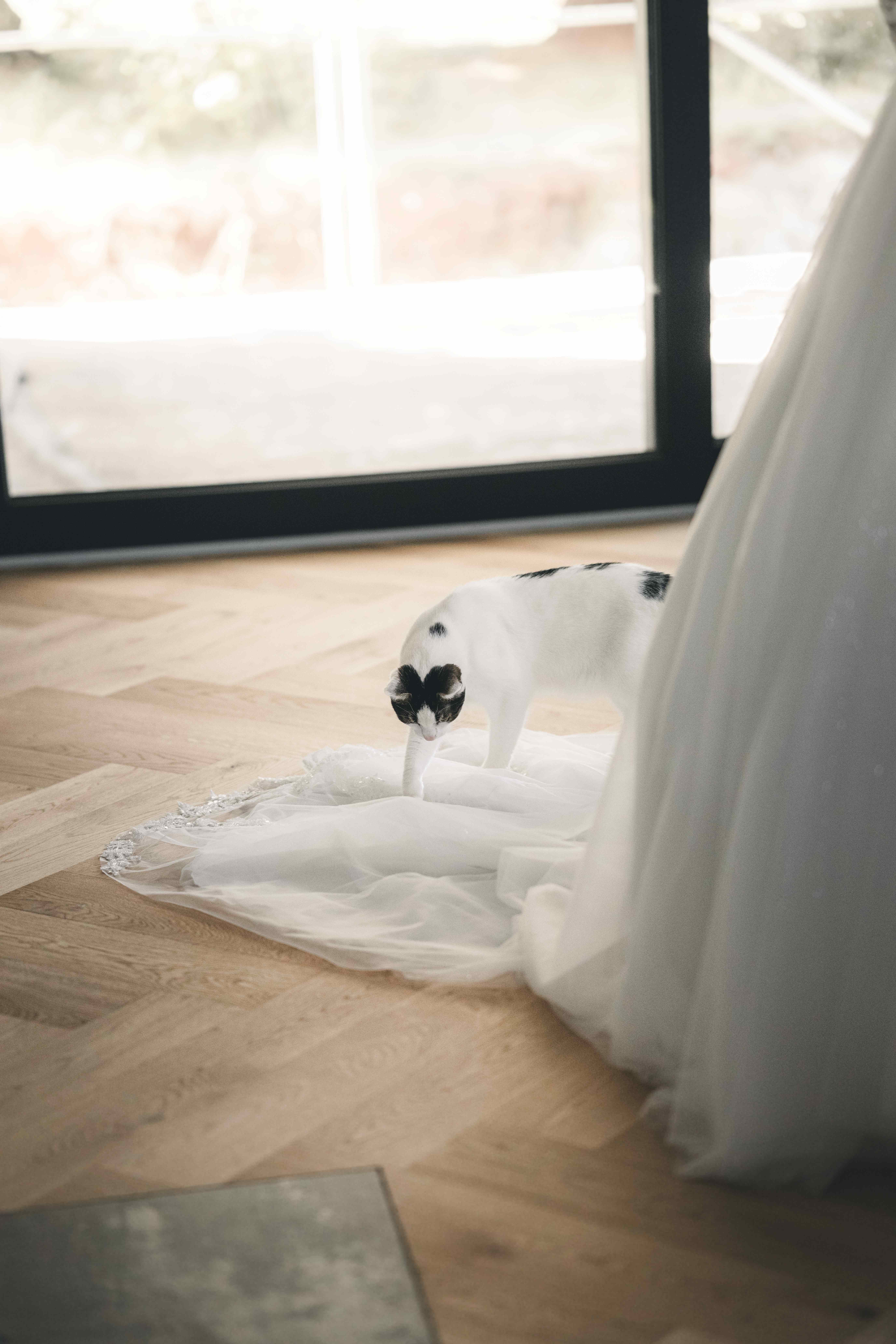 Eine schwarz-weiß gefleckte Katze schnuppert neugierig an der langen, weißen Tüllschleppe des Brautkleides auf dem hellen Parkettboden.
