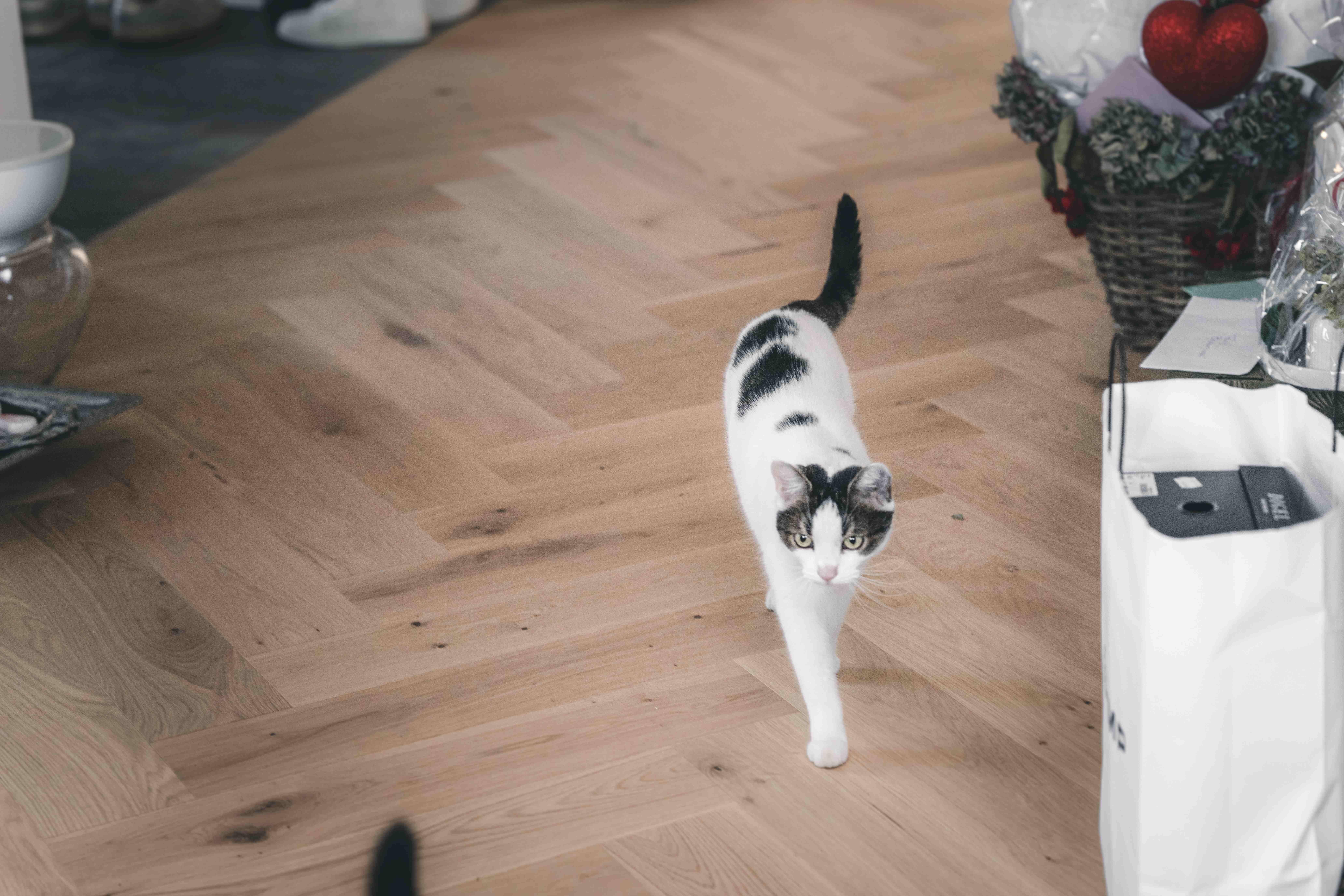 Eine süße, schwarz-weiß gefleckte Katze läuft neugierig über den hellen Parkettboden inmitten der Hochzeitsvorbereitungen in Fraureuth.