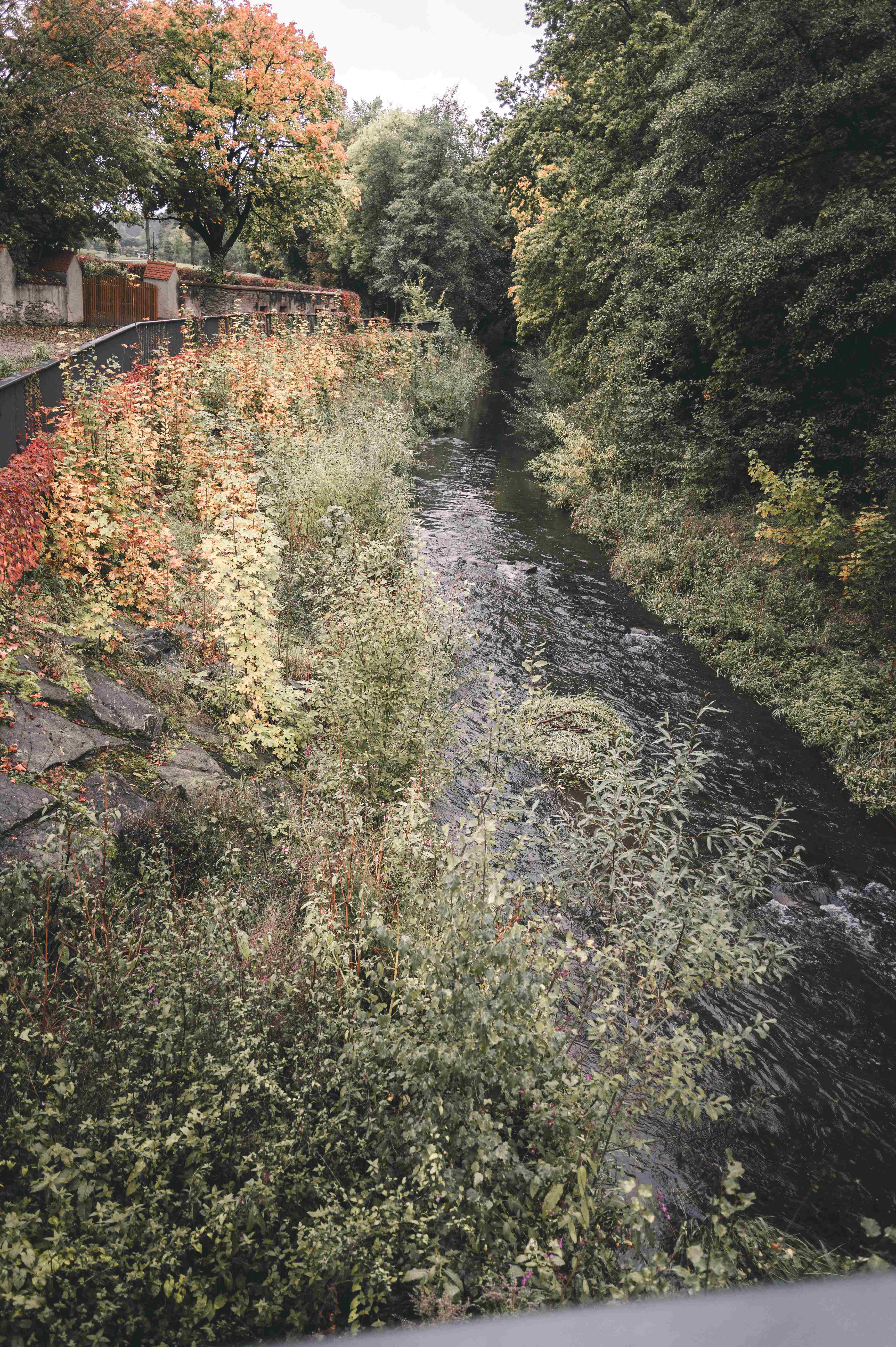 Ein idyllischer Flusslauf umgeben von grünen und leicht herbstlich gefärbten Bäumen am Gelände des Wasserschlosses Klaffenbach in Chemnitz.